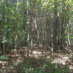 Photo #8 of Clyde King, Seagrove, NC 24.4 acres