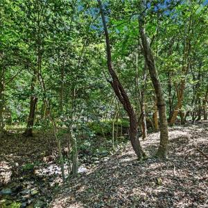 Photo #3 of 3883 Millikan Farm, Franklinville, NC 35.1 acres