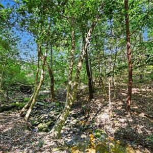 Photo #4 of 3883 Millikan Farm, Franklinville, NC 35.1 acres
