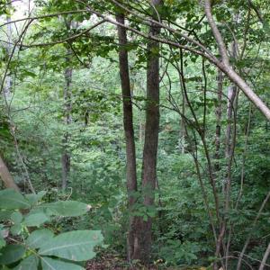 Photo #21 of 238 Bluff, Salisbury, NC 1.1 acres