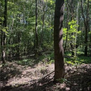 Natural hardwood