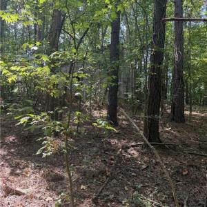 abandoned house site
