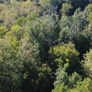 Photo #5 of Palisade, Pfafftown, NC 13.1 acres