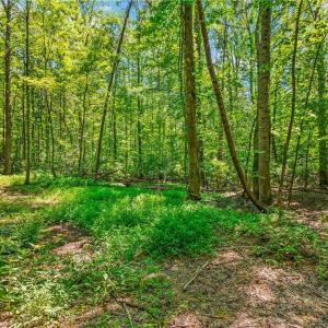 Photo #6 of Alma, Winston-Salem, NC 3.6 acres