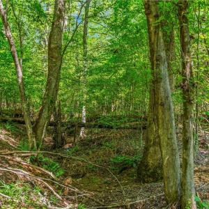 Photo #7 of Alma, Winston-Salem, NC 3.6 acres