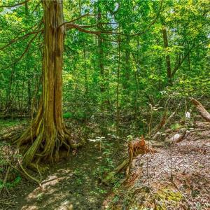 Photo #5 of Alma, Winston-Salem, NC 3.6 acres
