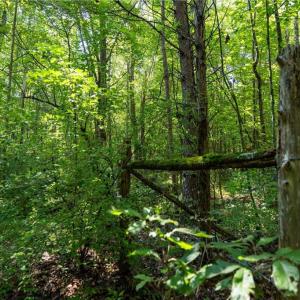 Photo #13 of Old Bradshaw, Salisbury, NC 27.7 acres