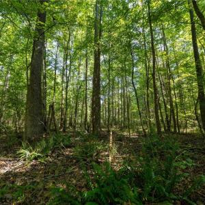 Photo #7 of Old Bradshaw, Salisbury, NC 27.7 acres