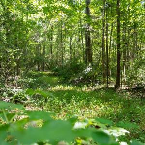 Photo #8 of Old Bradshaw, Salisbury, NC 27.7 acres