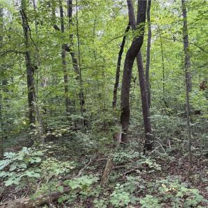 Photo #17 of 3504 Martin, Greensboro, NC 6.1 acres