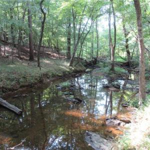 Photo #23 of 2643 Roberts Chapel, Goldston, NC 16.8 acres
