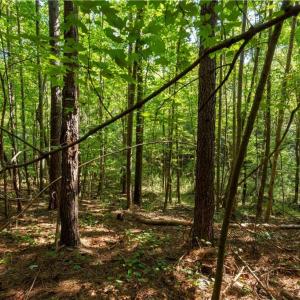 Photo #12 of 2643 Roberts Chapel, Goldston, NC 16.8 acres