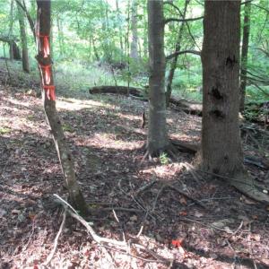 Photo #26 of 2643 Roberts Chapel, Goldston, NC 16.8 acres