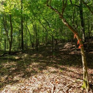 Photo #7 of 2643 Roberts Chapel, Goldston, NC 16.8 acres