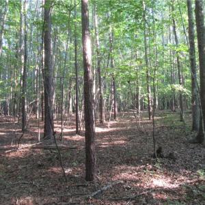 Photo #36 of 2643 Roberts Chapel, Goldston, NC 16.8 acres
