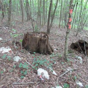 Photo #34 of 2643 Roberts Chapel, Goldston, NC 16.8 acres