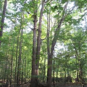 Photo #38 of 2643 Roberts Chapel, Goldston, NC 16.8 acres