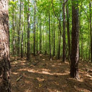Photo #10 of 2643 Roberts Chapel, Goldston, NC 16.8 acres
