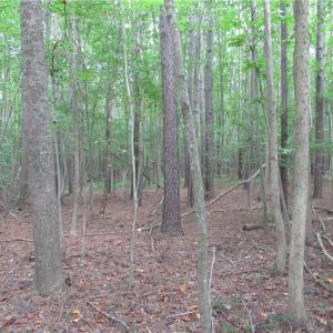 Photo #33 of 2643 Roberts Chapel, Goldston, NC 16.8 acres