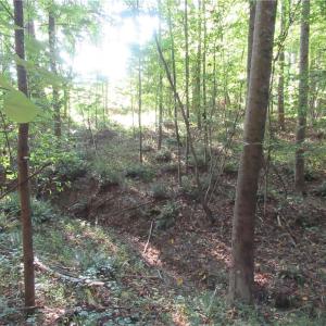 Photo #45 of 2643 Roberts Chapel, Goldston, NC 16.8 acres