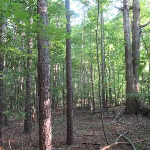 Photo #37 of 2643 Roberts Chapel, Goldston, NC 16.8 acres