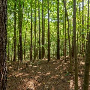 Photo #11 of 2643 Roberts Chapel, Goldston, NC 16.8 acres