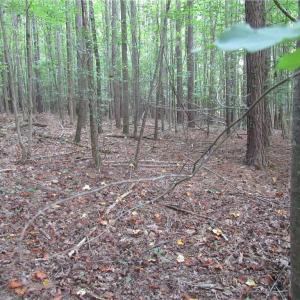 Photo #31 of 2643 Roberts Chapel, Goldston, NC 16.8 acres