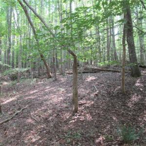 Photo #29 of 2643 Roberts Chapel, Goldston, NC 16.8 acres