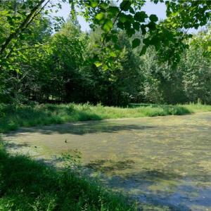 Photo #13 of 3053 NC Highway 62, Liberty, NC 53.0 acres