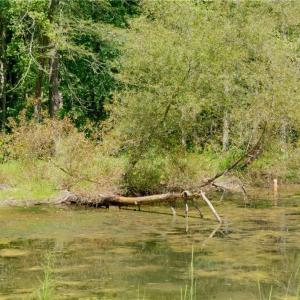 Photo #16 of 3053 NC Highway 62, Liberty, NC 53.0 acres
