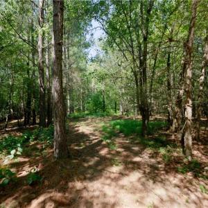 Photo #26 of 3053 NC Highway 62, Liberty, NC 53.0 acres