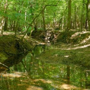Photo #22 of 3053 NC Highway 62, Liberty, NC 53.0 acres