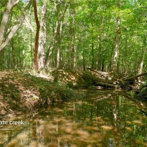 Photo #20 of 3053 NC Highway 62, Liberty, NC 53.0 acres
