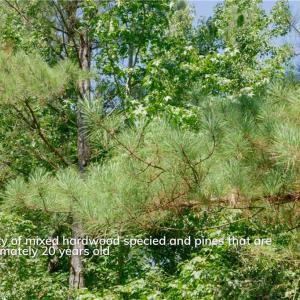 Photo #9 of 3053 NC Highway 62, Liberty, NC 53.0 acres