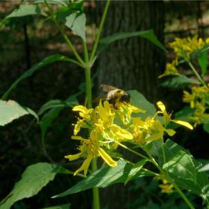 Photo #18 of 3053 NC Highway 62, Liberty, NC 53.0 acres