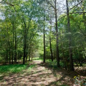 Photo #15 of 3053 NC Highway 62, Liberty, NC 53.0 acres