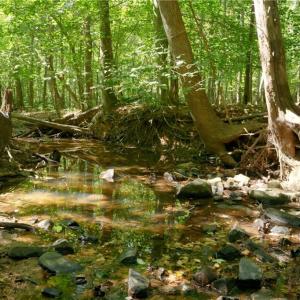 Photo #21 of 3053 NC Highway 62, Liberty, NC 53.0 acres