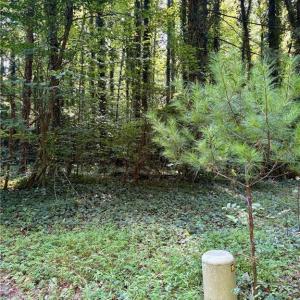 Photo #16 of 8101 Deverow, Lewisville, NC 1.5 acres
