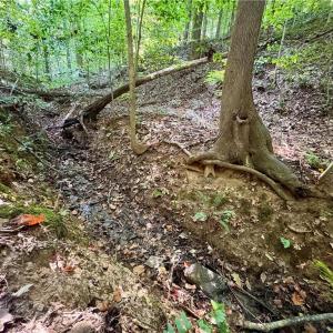 Photo #10 of 8101 Deverow, Lewisville, NC 1.5 acres