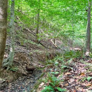 Photo #11 of 8101 Deverow, Lewisville, NC 1.5 acres