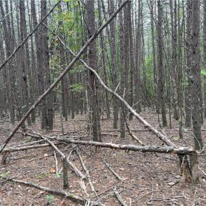 Photo #23 of 550 Van Buren, Stoneville, NC 59.2 acres