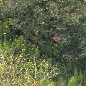 Photo #6 of 550 Van Buren, Stoneville, NC 59.2 acres