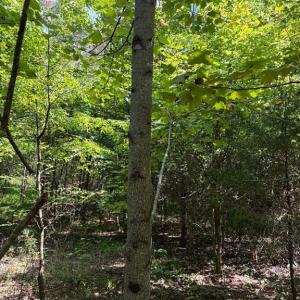Photo #12 of Bear Creek Church, Mocksville, NC 31.1 acres