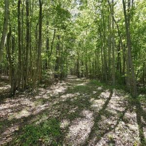 Photo #6 of 4416 McConnell, McLeansville, NC 60.6 acres