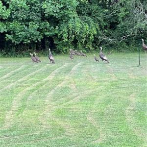 Photo #6 of Jess Smith, Sophia, NC 2.8 acres