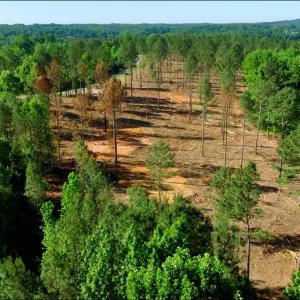 Photo #2 of Carson, Cleveland, NC 9.7 acres