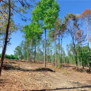 Photo #8 of Carson, Cleveland, NC 9.7 acres