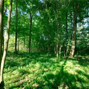 Photo #6 of Carson, Cleveland, NC 10.1 acres