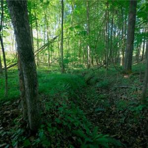 Photo #7 of Carson, Cleveland, NC 10.1 acres