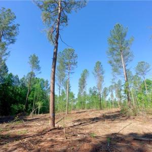Photo #8 of Carson, Cleveland, NC 10.1 acres